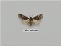 藏品(夜蛾810)的圖片